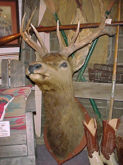 Rare 1900s Merriam Elk Mount