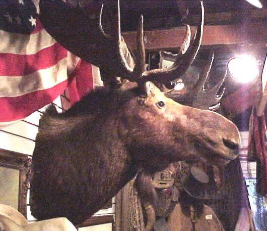 110 yr old XL Moose Shoulder Mount 5' Across Rack