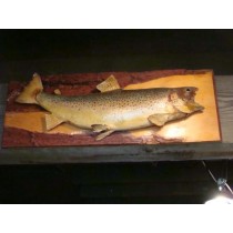 1920's Taxidermy Montana Rainbow Trout      Attached to hand-sawed tree board