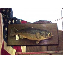 Taxidermied Bass Fish