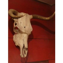 Montana Steer Skull from the Ranger’s Collection